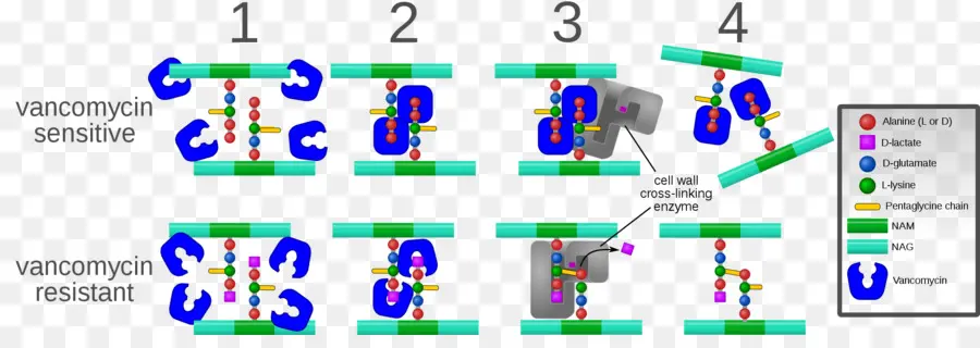 Mecanismo De Resistencia A La Vancomicina，Antibiótico PNG