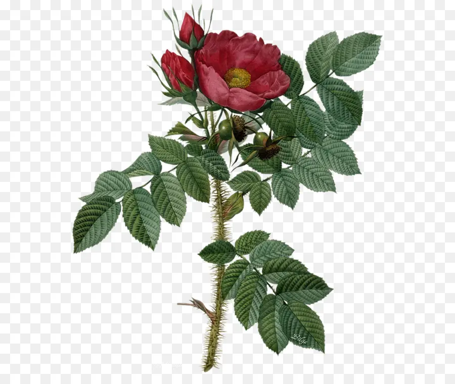 Las Rosas De Jardín，Rosa PNG