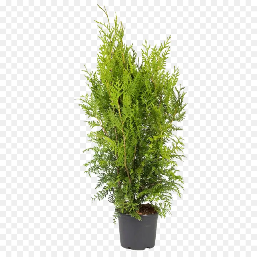 Planta En Maceta，Planta PNG