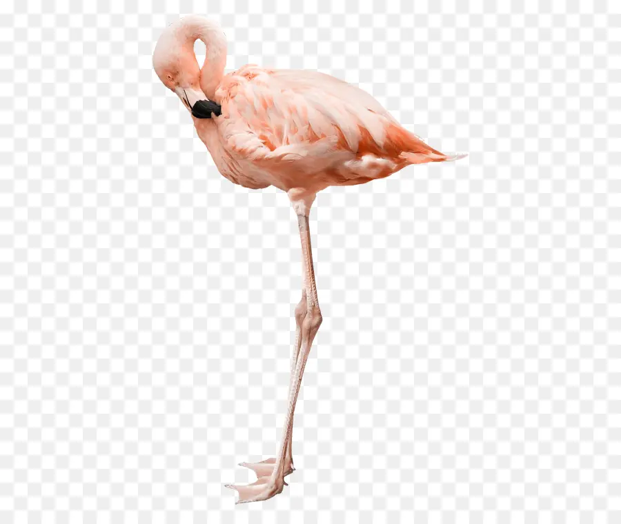 Flamingo，Pájaro PNG
