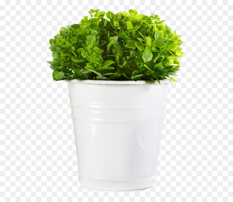 La Albahaca，Una Fotografía De Stock PNG