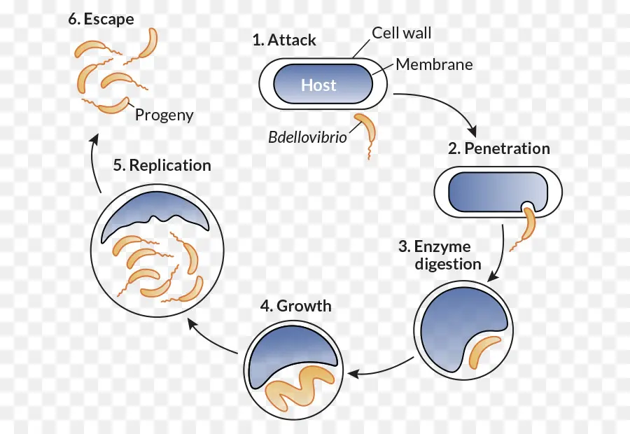 Bdellovibrio，Las Bacterias PNG