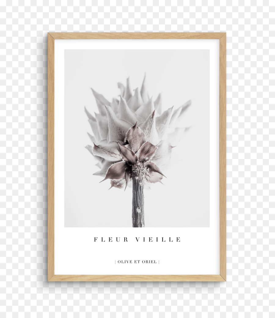 King Protea，Flor PNG