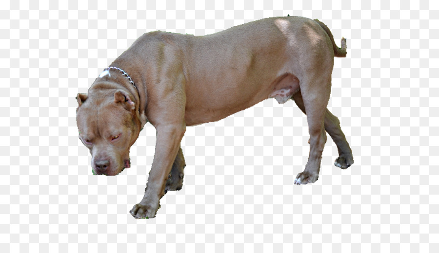 American Pit Bull Terrier，Olde English Bulldogge PNG