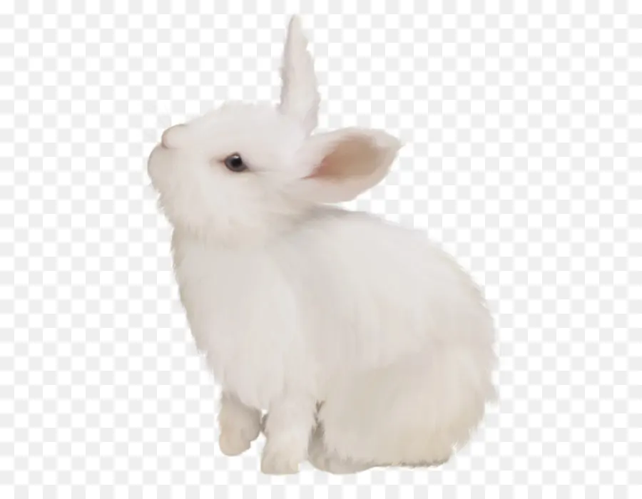 Nacionales De Conejo，Conejo Blanco PNG