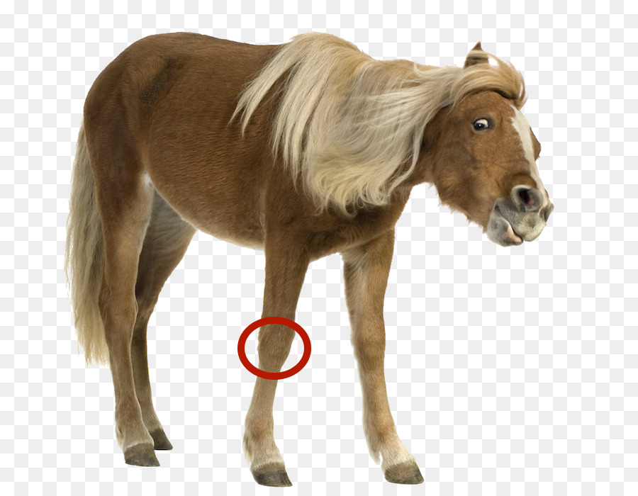 Poni，Shetland Pony PNG