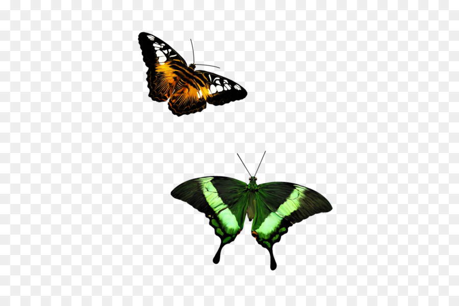 Mariposas，Alas PNG