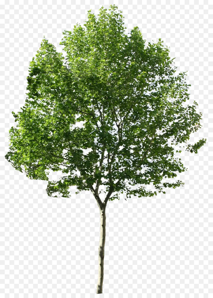 árbol Verde，Hojas PNG