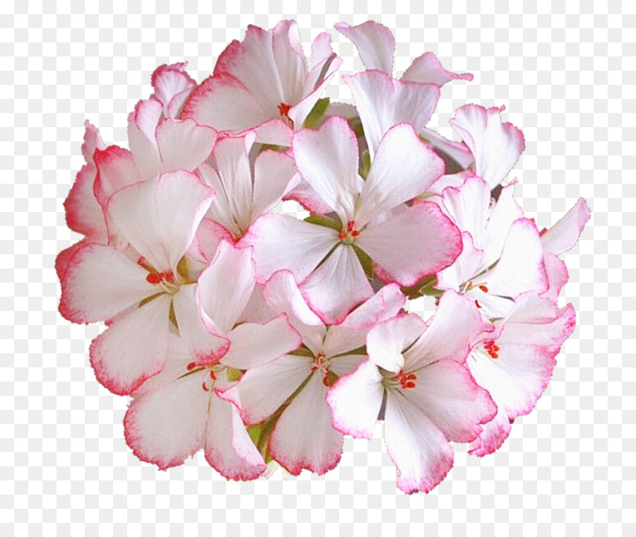 Las Flores Cortadas，Flor PNG