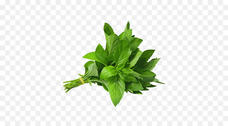 Hojas Verdes，Hierba PNG