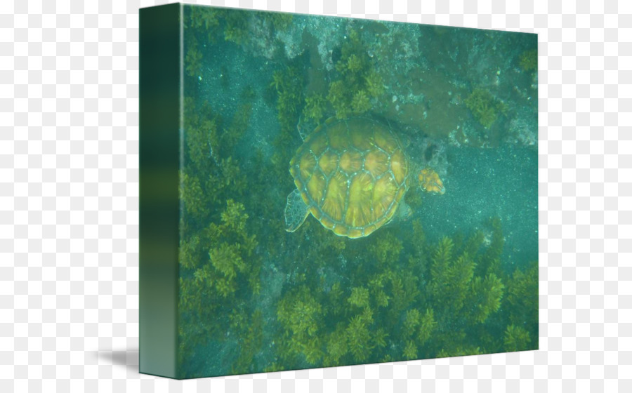 Tortuga De Mar，Tortuga PNG