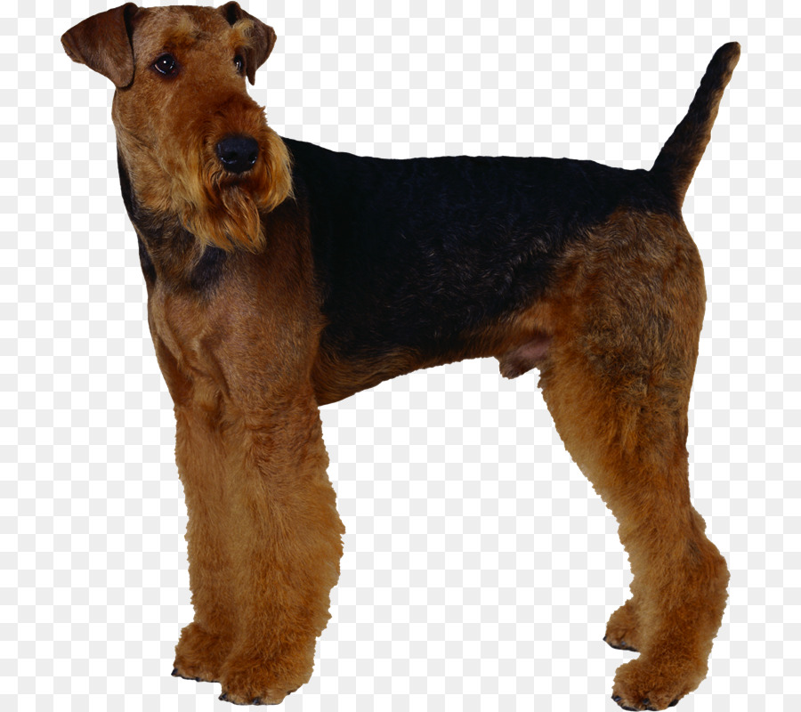 Airedale Terrier，Welsh Terrier PNG