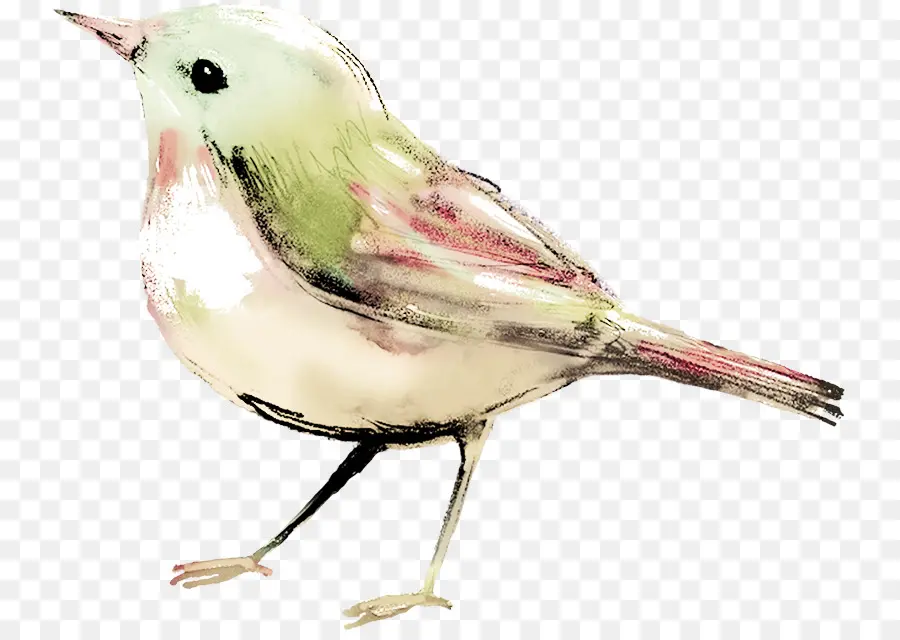 Pájaro，Pintura A La Acuarela PNG