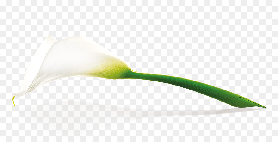 Flor，Blanco PNG