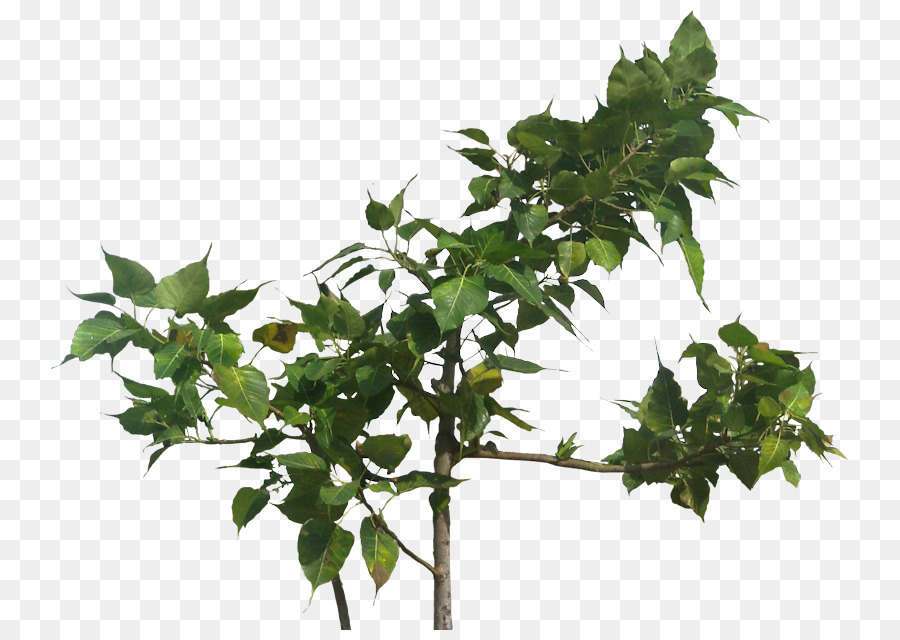 árbol Verde，Hojas PNG