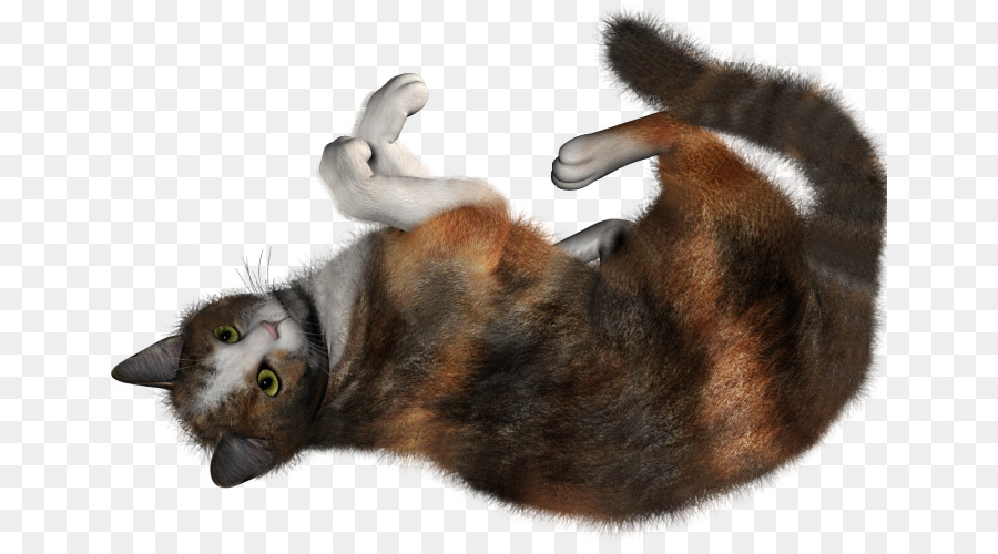 Gato Siamés，Mascota PNG