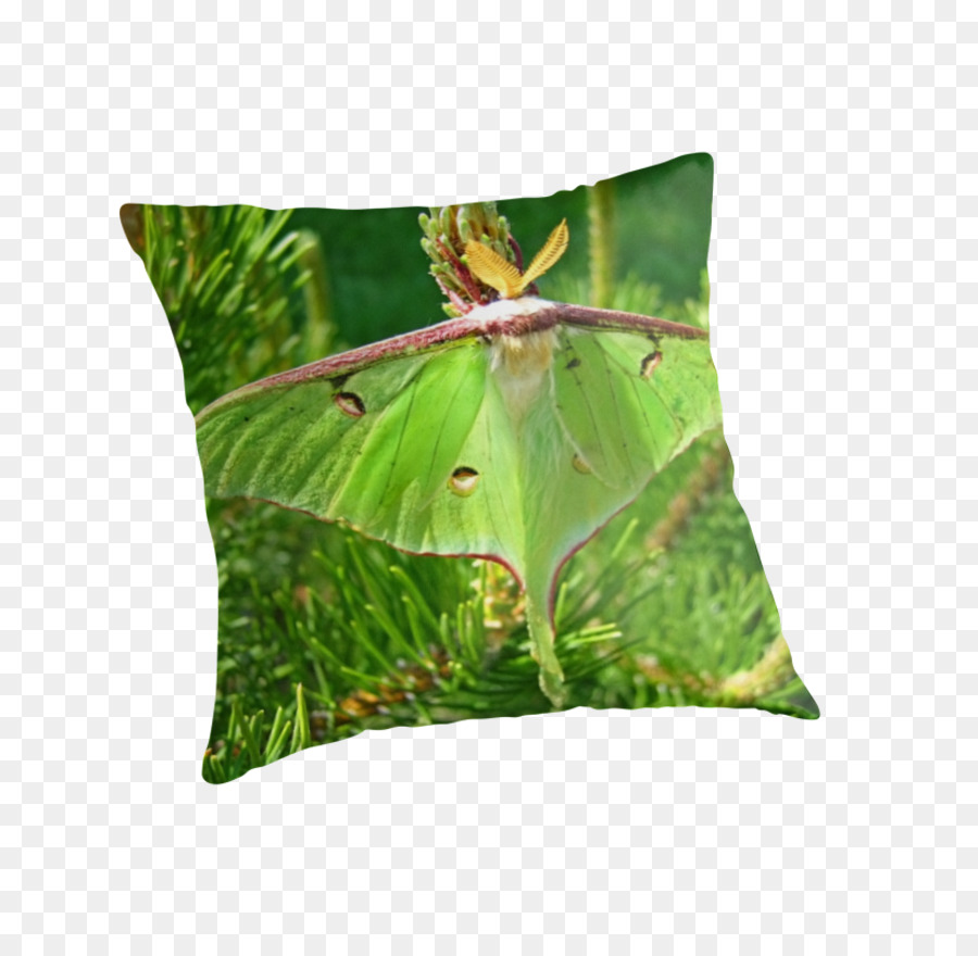 Almohadas，Cojín PNG