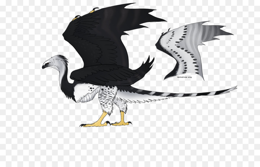 águila，Aves PNG