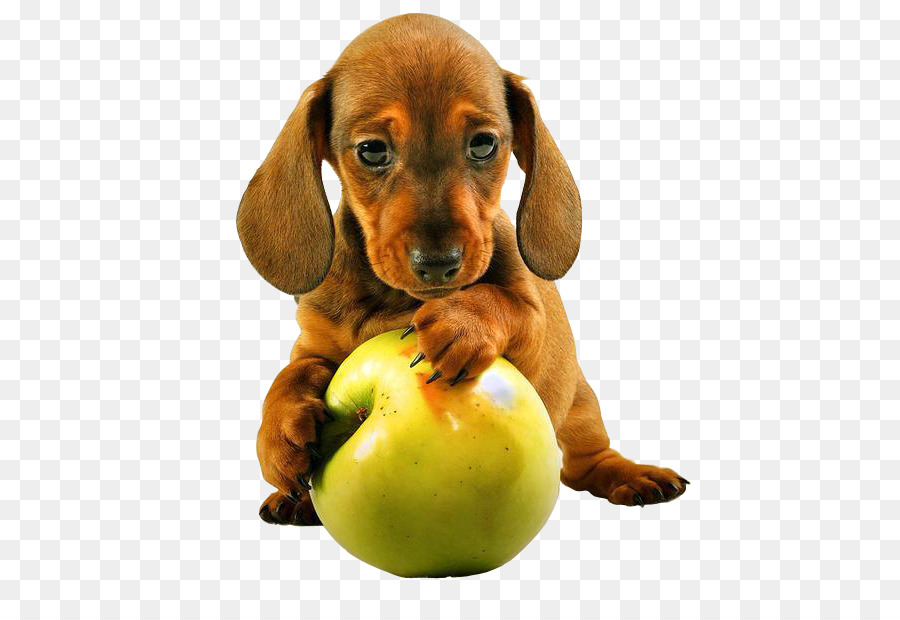 Dachshund，Cachorro PNG