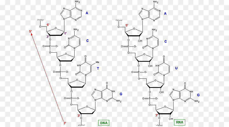 M02csf，árbol Filogenético PNG