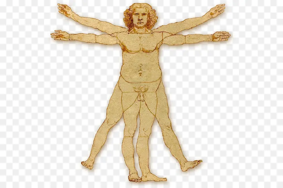 Hombre De Vitruvio，Leonardo Da Vinci PNG