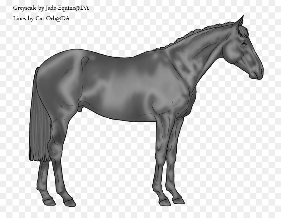 Suiza Warmblood，American Paint Horse PNG