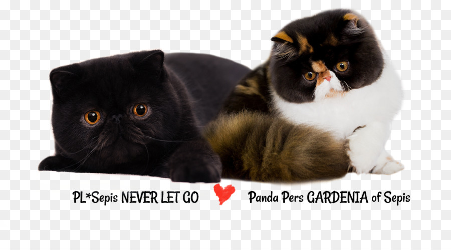 Gatos，Gato Negro PNG