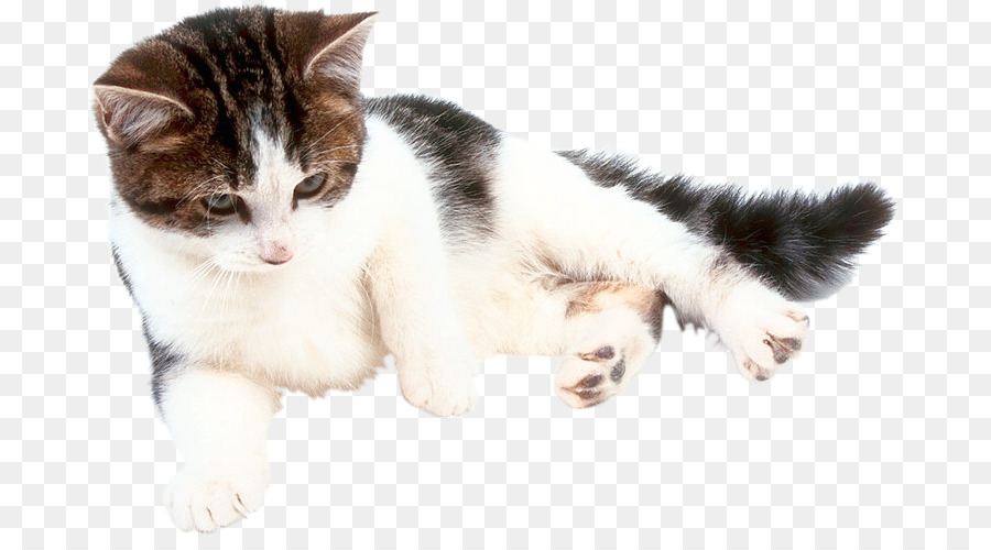 Gato，Chat En Línea PNG