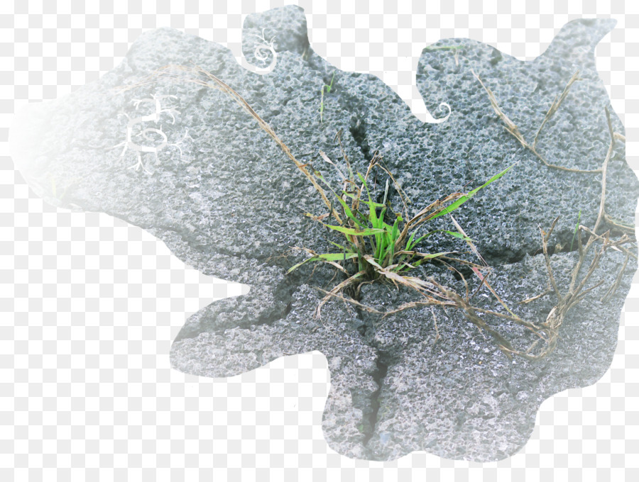 Hoja，árbol PNG