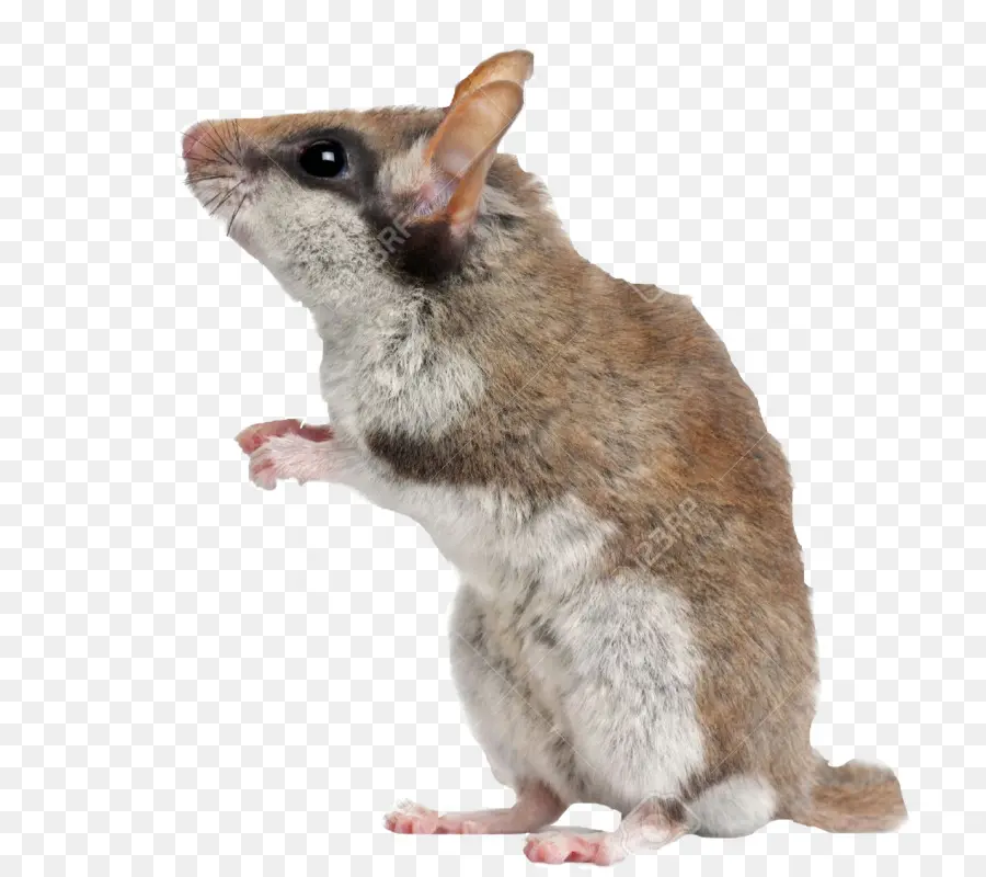 Ratón，Roedor PNG