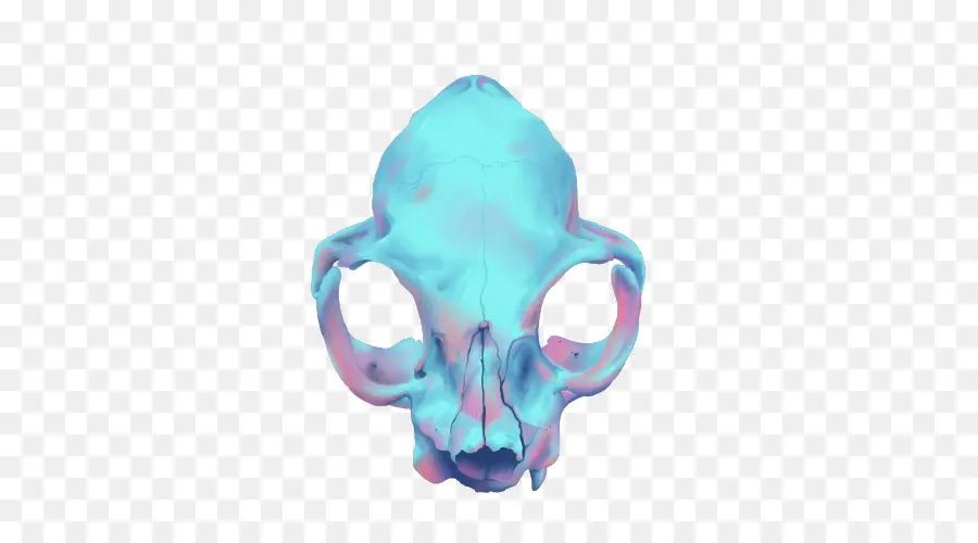 Cráneo，Esqueleto PNG