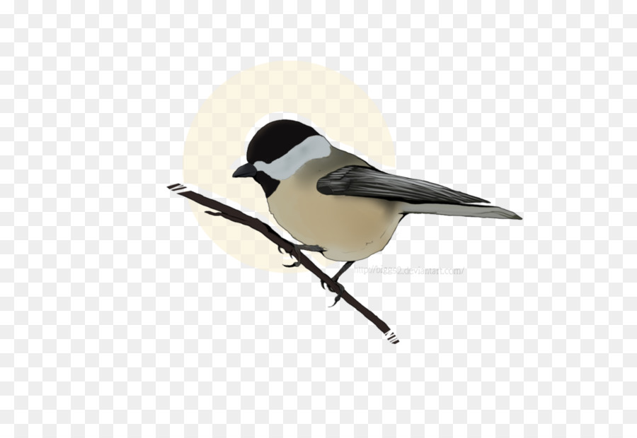 Chickadee，Pico PNG