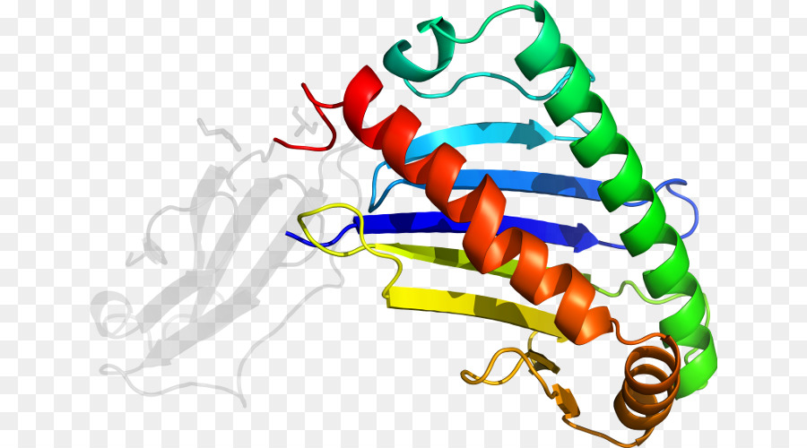 Estructura De La Proteína，Molécula PNG