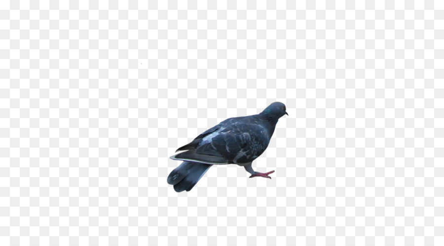 Columbidae，Rock Dove PNG