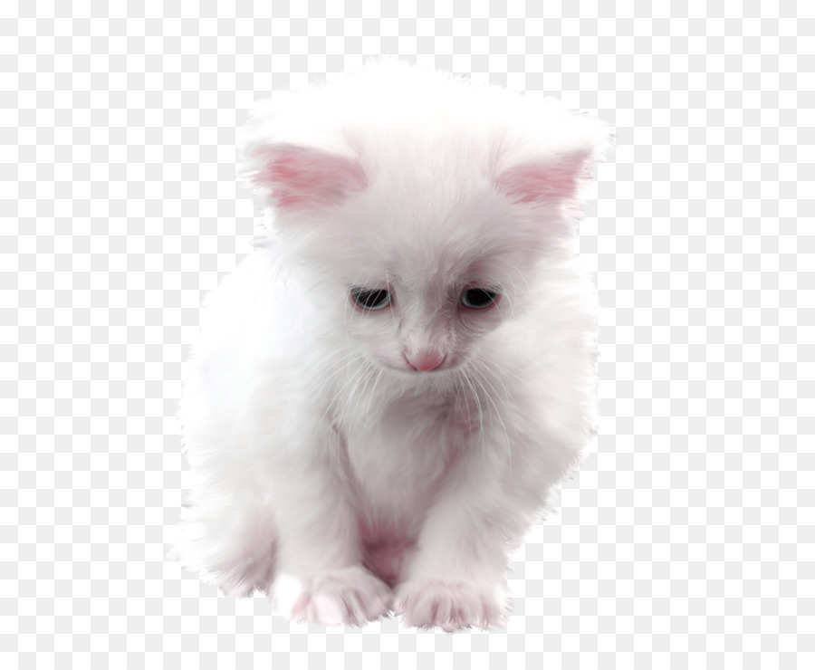 Gatito Blanco，Gato PNG