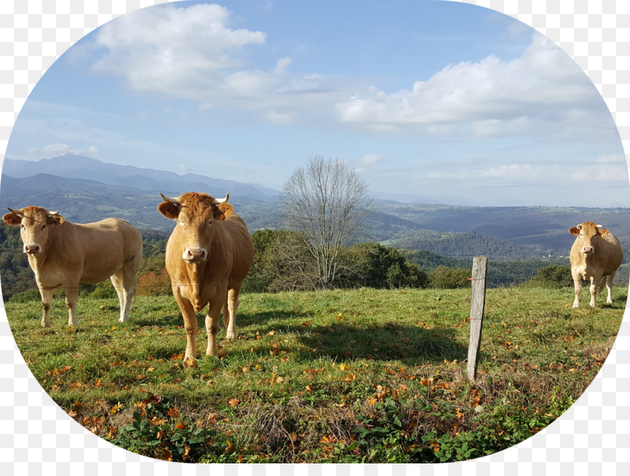 Vacas Lecheras，Ganado PNG