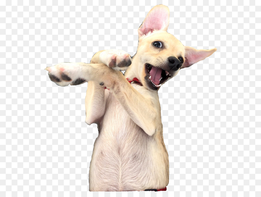 Labrador Retriever，Cachorro PNG