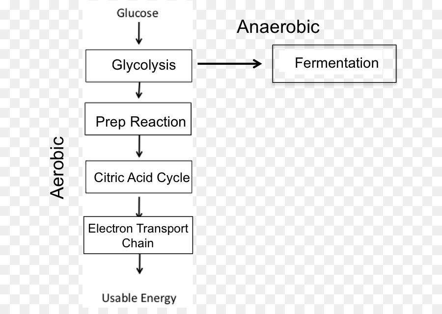 Respiración Celular，Respiración Anaerobica PNG