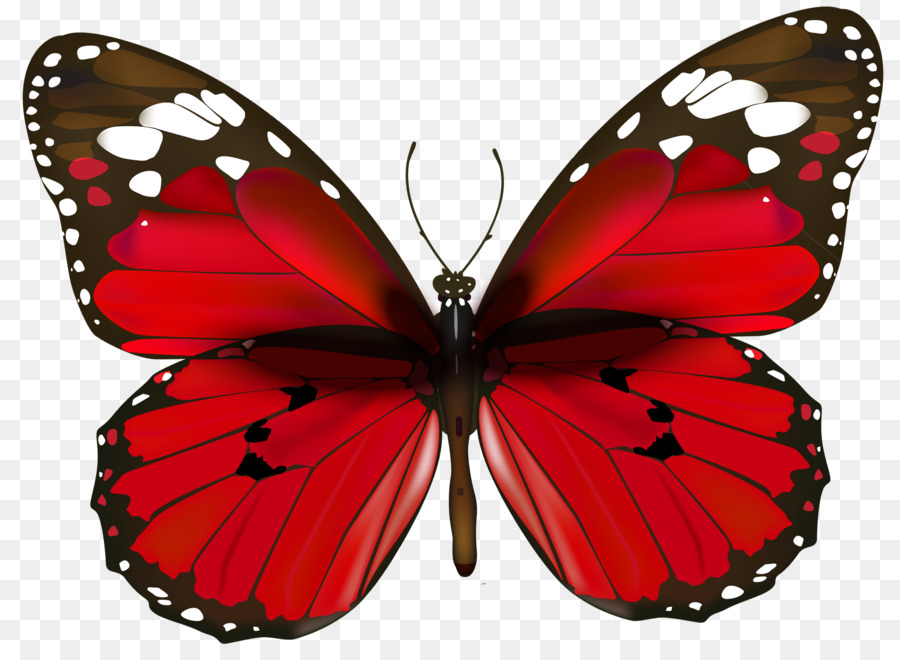 Mariposa，Rosa PNG