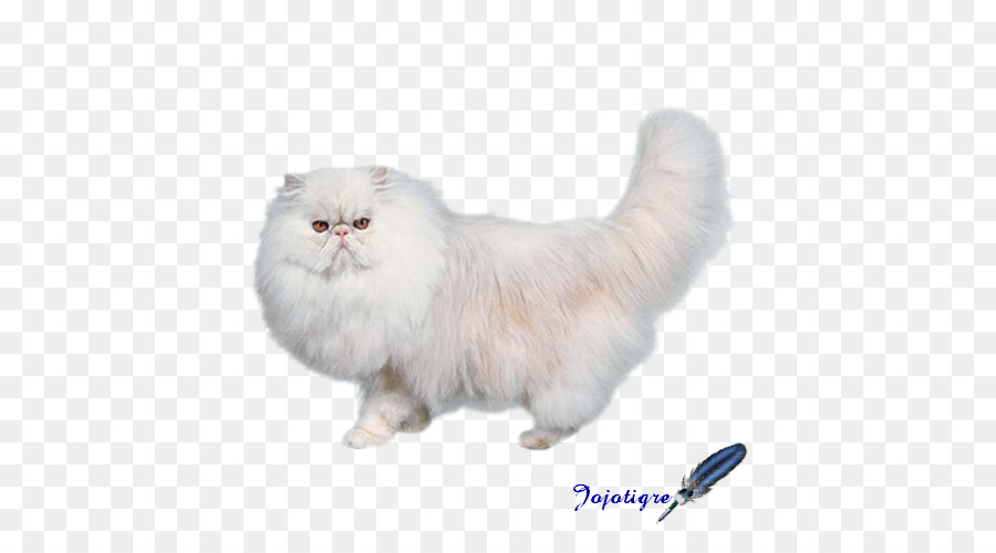 Gato Persa，Asiático Semilonghair PNG