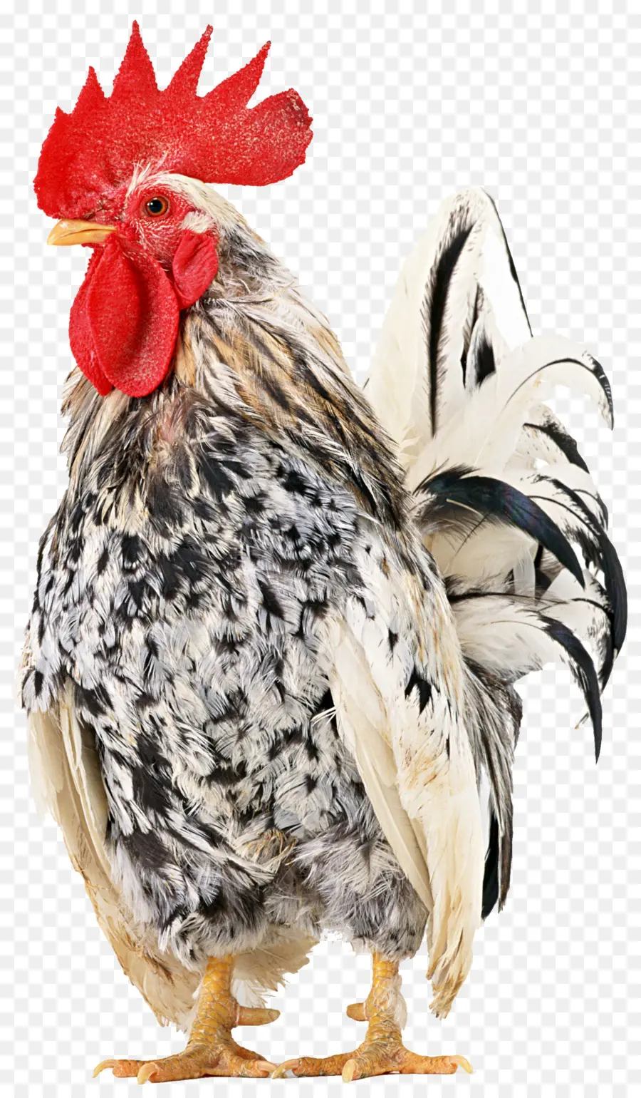 Gallo，Pájaro PNG