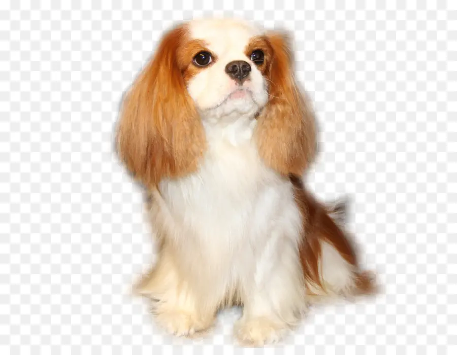 King Charles Spaniel，Cavalier King Charles Spaniel PNG