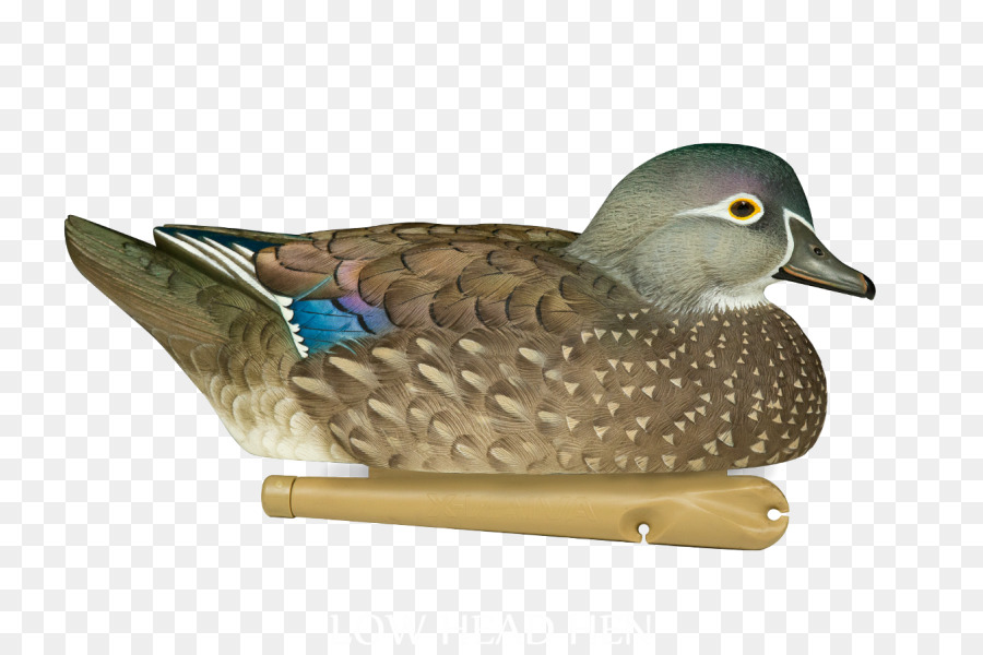 El ánade Real，Pato PNG