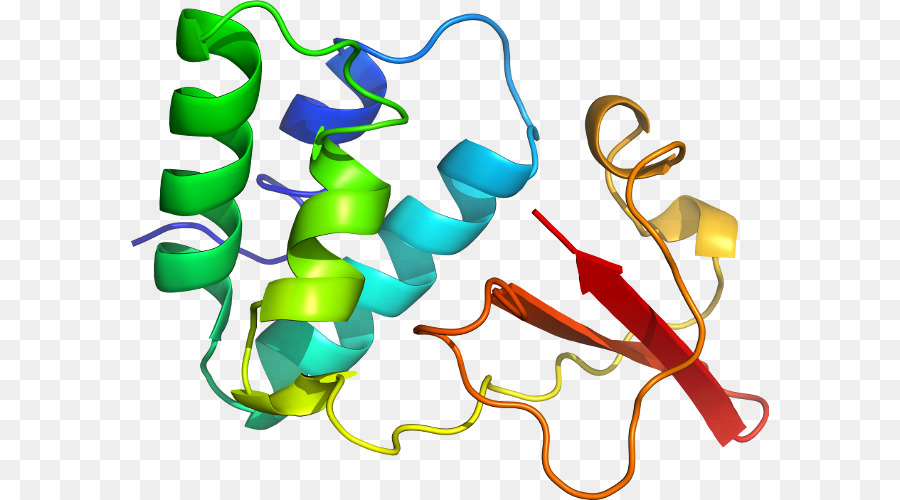 Estructura De La Proteína，Molécula PNG