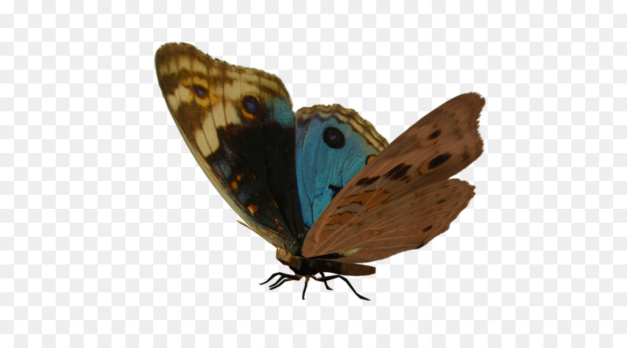 Gossamerwinged Mariposas，Brushfooted Mariposas PNG