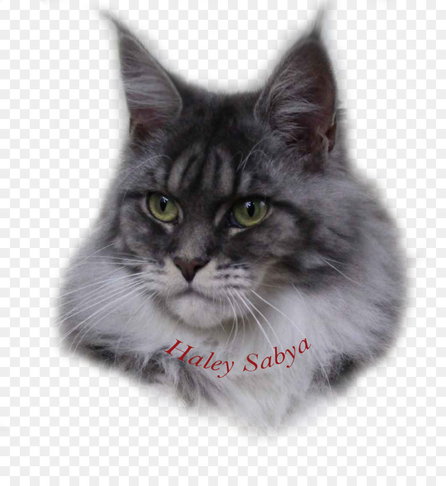 Gato Siberiano，Maine Coon PNG