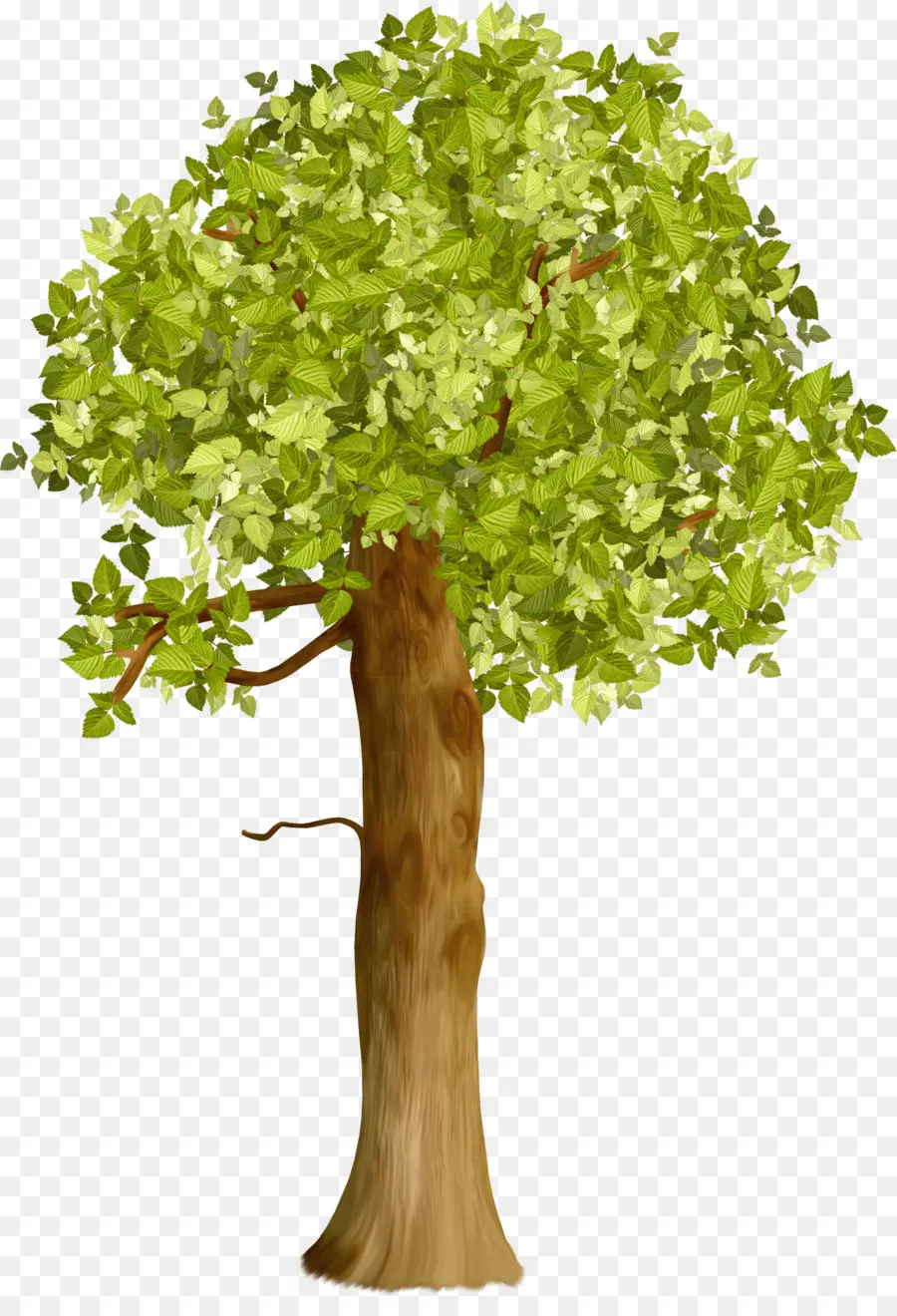 Árbol，Verde PNG