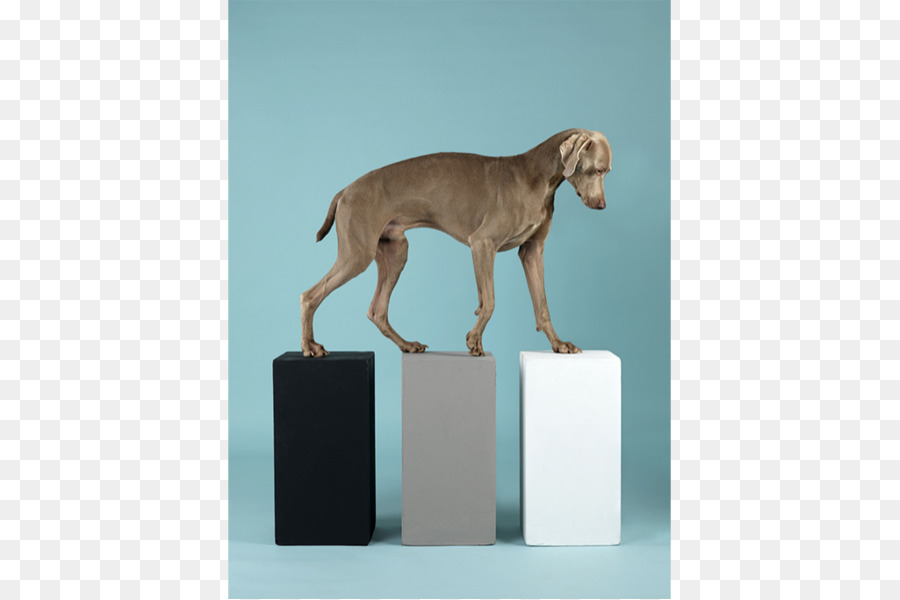 Weimaraner，William Wegman Ser Humano PNG