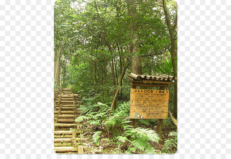 Bosque De Totoro，狭山丘陵 PNG