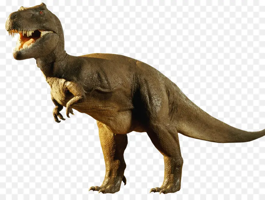 Tiranosaurio，Dinosaurio PNG